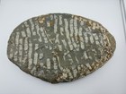 Large Trilobite Dinosaur Fossil Specimen  Natural Brown gray 