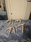 Lot Of 4 Wild Whitetail Deer Antlers  Taxidermy Horns Sheds 2962 2982  3170 3271