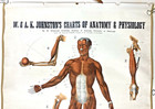 1903 Johnston Charts Of Human Anatomy   Physiology Plate  3 Muscles Vintage