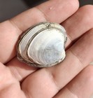 Rare - Fossilized Bivalve Shell     Ancient Clam Fossil