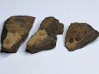 Extremely Rare Dinosaur Fossil With Spider Inclusions  Tric edmo  T-rex Ref7724
