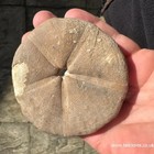 Clypeus Ploti     British Jurassic Echinoid   Fossil Sea Urchin
