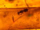A101 Bu7126 Wasps Flies In Rare Amber Flow In 28g Burmese Amber Burmite 99mya