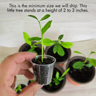Lemon Yellow Eureka Trees Live Starter Plants  Seedling  Rooted  Grown From Seed