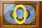 Bonatto   Cia - Argentina Wood Inlay Brazilian Morpho Butterfly Wings - 17  X 9 