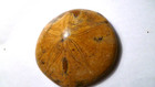 3 4  Polished 150 Million Year Old  Aaa Sand Dollar Fossil Madagascar 159gr