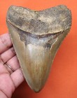 Megalodon Shark Tooth - Real - 4 39    - Shark Teeth Fossil - Natural - No Repairs