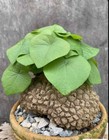 Stephania Suberosa  tortoise Texture   Succulent   Bonsai Bulb caudex   1   