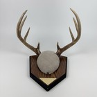 Whitetail Deer 8 Point Wall Mount Antlers On Plaque 2007 Taxidermy Rack