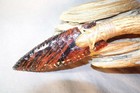 Small Mahogany Obsidian Side Notch Knife Flint Knapping Coa Deer Antler Handle