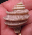   Best Ever Fossil Ecphora Gardnerae Sea Shell Gastropod Miocene Age Maryland