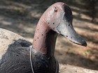 Vintage Carved Wooden Hunting Duck Decoy For Sale 216 Fred  Plich-ta  1930 Detro
