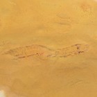 Ultra Rare  Exquisite Yunnanozoon Chordate Fossil - Chengjiang