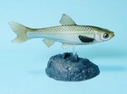 Yujin Freshwater Fish In Color Part 2 Biwa Moroko Gudgeon Fish Figure Us Seller