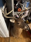 8 Point Shoulder Mount White Tail Deer Real Antler Buck Taxidermy Nice Ohio