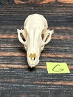 Real Grey Fox Unique Animal Mount Halloween Skull Art Craft Mountain Man Canine