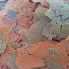 45  Blackworm   Brine Shrimp Flake Premium Mix  Made In The Usa