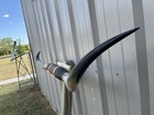 Mounted Steer Horns 6 Feet Longhorn Polished Mount Bull Cow