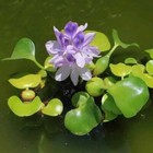 12 Live Purple Water Hyacinth Pond Plant Floating No Insects parasites Fast Ship