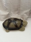 Cloud B Twilight Turtle Starry Night Projector