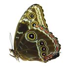 Unmounted Butterfly morphidae - Morpho Helenor Peleides  Female  Colombia