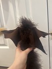 Imaginarium Galleries Drabbit Shoulder Puppet Ren Faire
