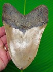 Megalodon Shark Tooth  5 78  Real Fossil 14 4 Ounces     Xl Big Megladon
