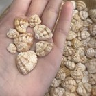 5- Rare - Imperial Venus Seashells Florida Gulf Coast Collectible Shells Lot
