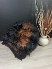Xxl Sheepskin Brown Genuine Exquisite Beautiful Natural Rug Pelt Throw Pet Bed