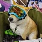 Pet Dog Goggles Uv Wind Eye Protection Lens Glass For Small Medium Large Breed