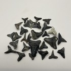 Shark Tooth Lot 2 Juvenile Megalodon Teeth Real Fossils Venice Fl
