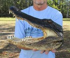 13  Alligator Head From A 9 Foot Louisiana Gator Taxidermy Swamp Wars Authentic