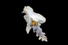 Sea Shells-pterynotus  Elongatus - 88-mm  A Small Chama Lazarus Rarely Attached