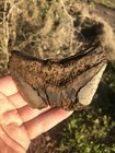 Natural Beautiful 3 79    Megalodon Tooth Fossil Shark Teeth