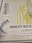 1957 Paciorek Spinal System Chart Chiropractic