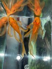 Long Fin Super Red Bristlenose Pair 