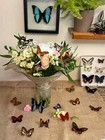 Real Butterflies And Moths For Wedding Decor Wings Spread Open  Mixed Random