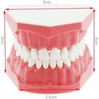 Dental Orthodontic Typodont Teeth Model With Brackets Brushing Flossing Practice