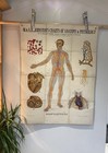 Antique W   Ak Johnson Anatomy Chart Circa 1903 Heart Physiology