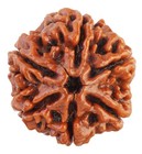 6 Mukhi Rudraksha Lab Certified Nepal Bead Brown Tassel Pendant 16-22mm Unisex