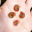Red 12 Mixed Small - Medium  Ramshorn Snails Live Freshwater Aquarium