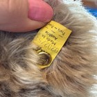 Steiff Vintage Dark Blond Teddy Bear Posable 0202 51 Doll Button 20    Austria