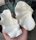 Two White Med Sz Fluted Clam Shell   s  Non Matching