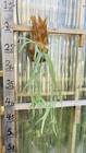 Platycerium Staghorn Wallinckii  3 Large Size
