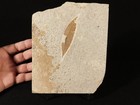 100  Natural 50 Million Year Old Leaf Fossil From Wyoming 364gr