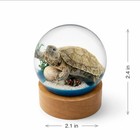 Real Turtle Resin Globe Display On Wood Base 2 4  Real Nature Gifts W  Box
