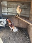 6 Assorted Aseel asil Ganoi Shamo Thai Brazilian Hatching Eggs