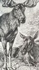 Moose Bull   Cow Authentic 19th Century 1885 Lithograph Print Specht
