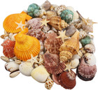 Sea Shells 135 Pcs Mixed Natural Seashells Starfish Colorful Craft Decor