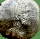 Lot Of 5  Rare And Amazing Ancient Greek And Roman Coins     